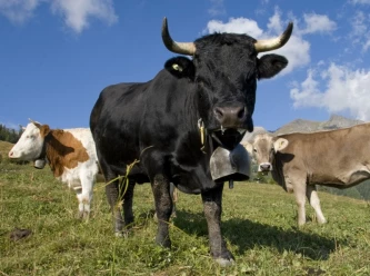 Giornata sull'alpeggio