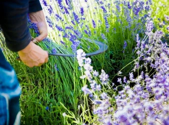 Scoperta dell'Essencier