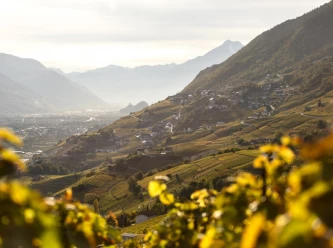 Degustazione de vini