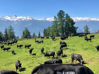 Alpaufzug auf der Corbyre-Alm