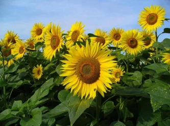 Pasti di girasole