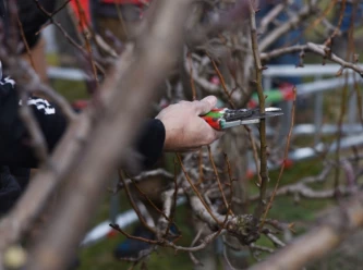 Taille pour les arbres fruitiers (cours)