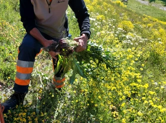 Entretien du paysage � Crans-Montana : Adieu les plantes envahissantes ! (Intervention nature)