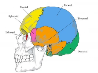 Ang�lique Cuenot-Therapie Craniosacrale