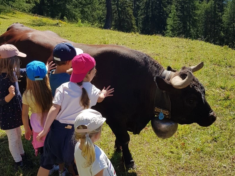 Vache et enfants Corbyre