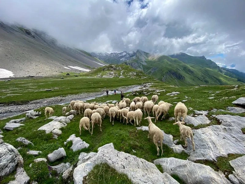 Moutons