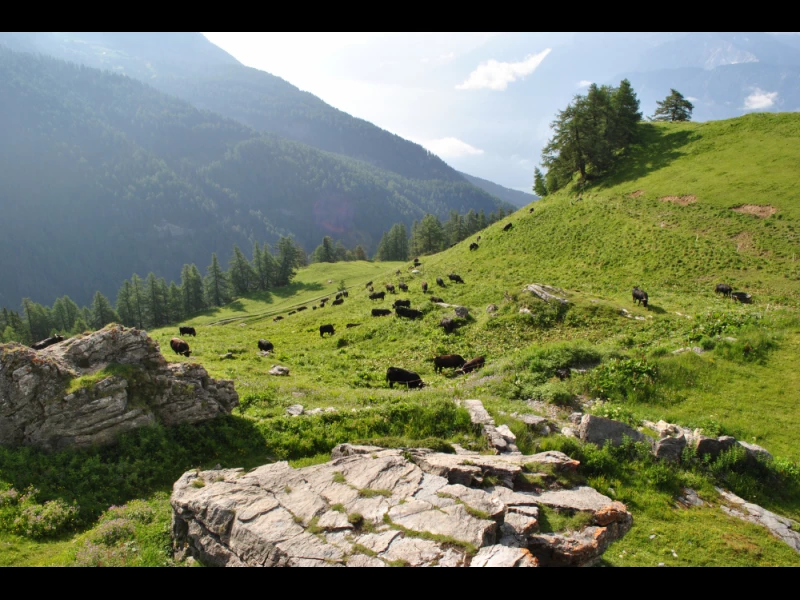 Randonn&eacute;e &agrave; Crans-Montana 