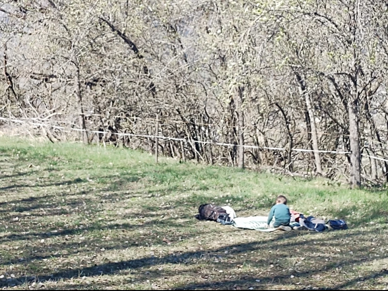 Activit&eacute; dans la clairi&eacute;re