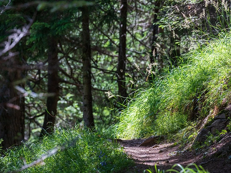 Course for&ecirc;t