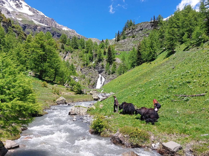 Balade avec des yaks & des ch�vres