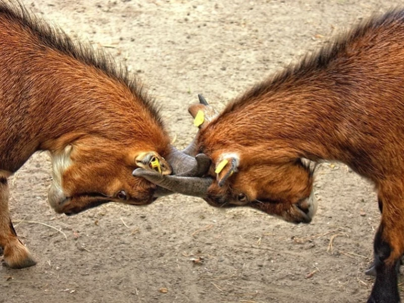 F�te de la ch�vre