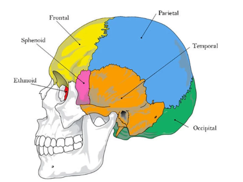 Ang�lique Cuenot-Therapie Craniosacrale